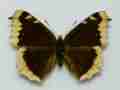 Nymphalis antiopa male (Camberwell Beauty, small aberration from wild) (Internet Image property of respective owner, non-commercial use only)